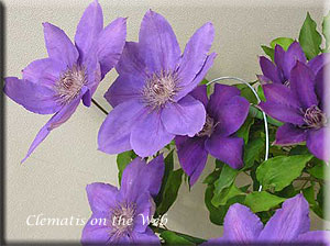 Clematis photograph