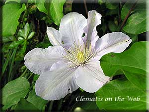 Clematis photograph