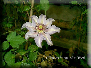 Clematis photograph