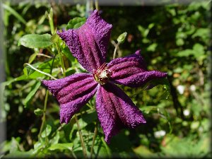 Clematis photograph