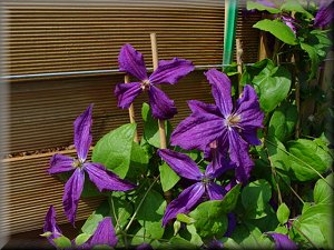 Clematis photograph