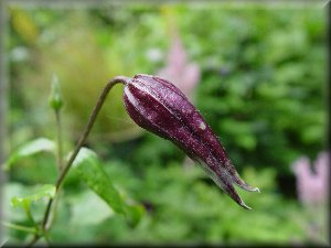 Clematis photograph