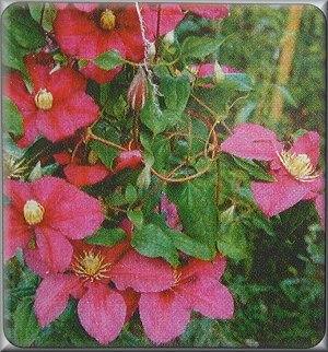 Clematis photograph