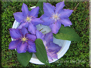 Clematis photograph