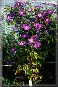 Clematis photograph