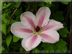 Clematis photograph