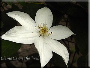 Clematis photograph