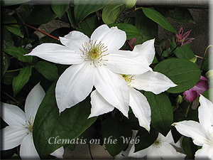 Clematis photograph