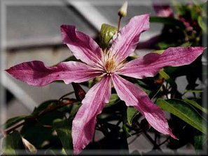 Clematis photograph