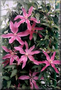 Clematis photograph