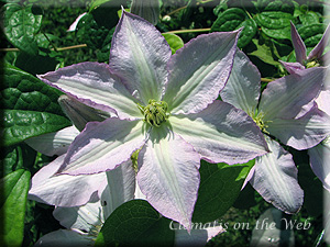 Clematis photograph