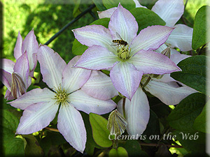 Clematis photograph