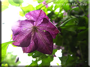 Clematis photograph