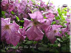 Clematis photograph