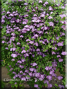 Clematis photograph