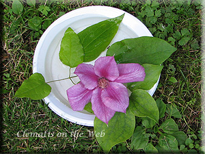 Clematis photograph