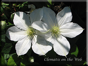 Clematis photograph