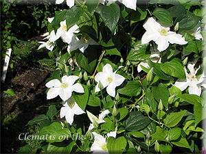 Clematis photograph