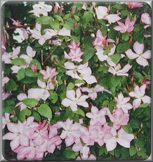 Clematis photograph