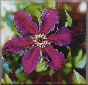 Clematis photograph