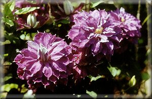 Clematis photograph