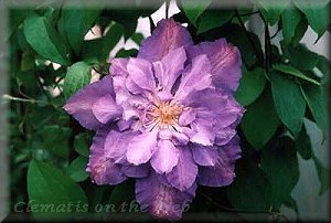 Clematis photograph