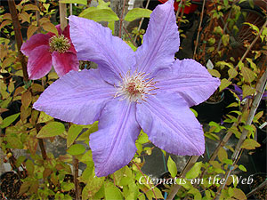 Clematis photograph