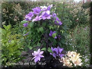 Clematis photograph