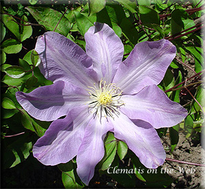 Clematis photograph