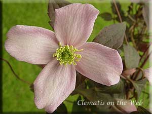 Clematis photograph