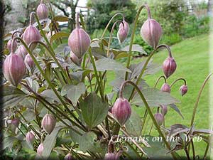 Clematis photograph