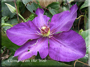 Clematis photograph