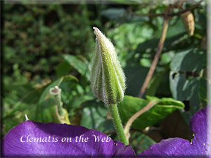 Clematis photograph