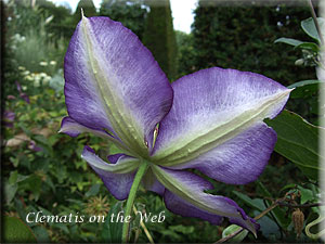 Clematis photograph