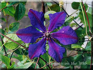 Clematis photograph