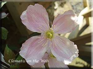 Clematis photograph