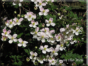 Clematis photograph