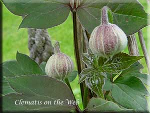 Clematis photograph