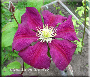 Clematis photograph