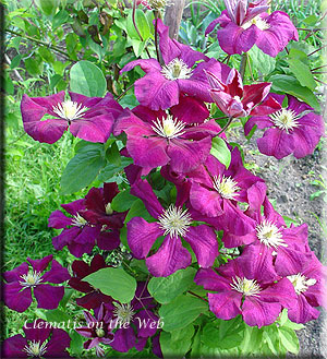 Clematis photograph