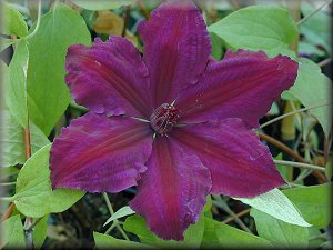 Clematis photograph