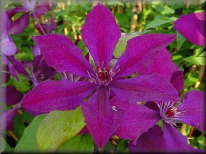 Clematis photograph