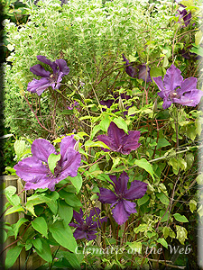 Clematis photograph