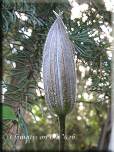 Clematis photograph