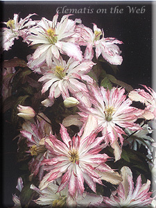 Clematis photograph