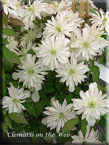 Clematis photograph