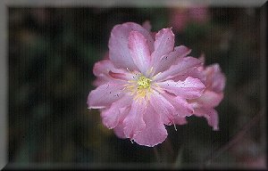 Clematis photograph