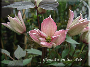 Clematis photograph