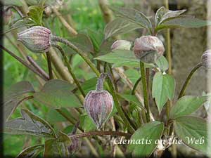 Clematis photograph