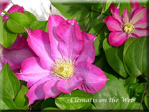 Clematis photograph